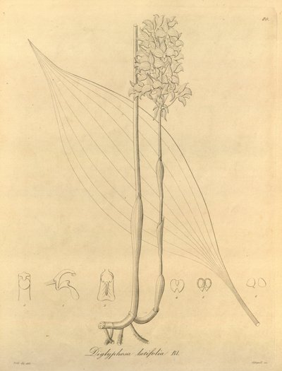 Ez a fájl a Biodiversity Heritage Library-ból származik, és online elérhető a biodiversitylibrary.org/page/696480 címen. alkotó: Heinrich Gustav Reichenbach