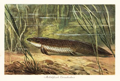 Kihalt Ceratodus latissimus nád között az óceán fenekén. alkotó: Heinrich Harder