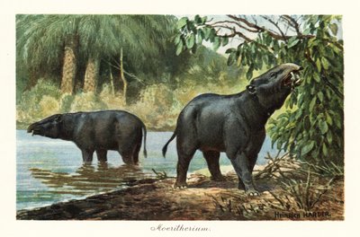 Moeritherium, az eocén proboscideánok kihalt nemzetsége. ,1908 (nyomtatott) alkotó: Heinrich Harder