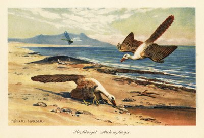 Két Archeopteryx táplálkozik a parton. alkotó: Heinrich Harder
