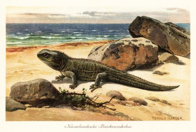 Sebezhető tuatara, Sphenodon punctatus, a parton. alkotó: Heinrich Harder