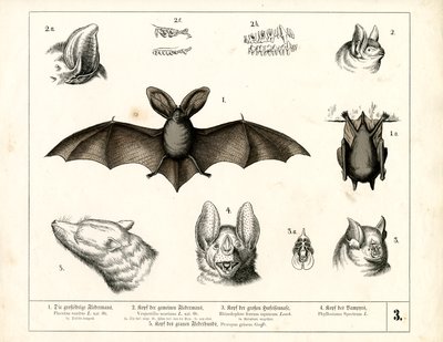 Denevérfajok anatómiai részletekkel alkotó: Heinrich Leutemann