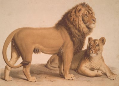 Az oroszlán / Felis Leo alkotó: Heinrich Leutemann