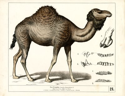  alkotó: Heinrich Leutemann