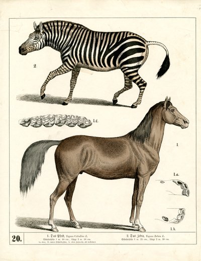 Ló és zebra anatómiai részletekkel alkotó: Heinrich Leutemann