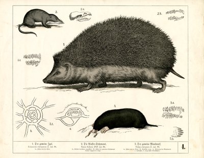 Rovarevők: Szöcske, cickány és vakond alkotó: Heinrich Leutemann