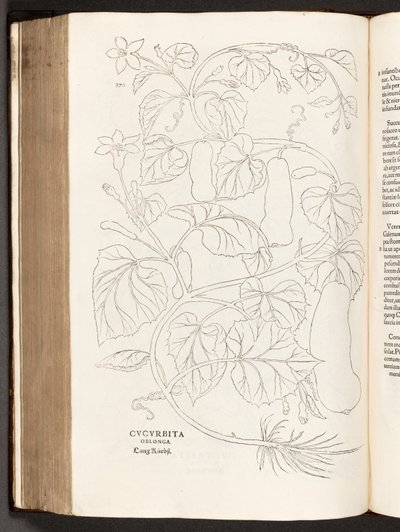 BT3.26.5 370. o. Cukkini, illusztráció: Leonhart Fuchs faji kommentárjainak története, 1542 alkotó: Heinrich and Meyer, Albert Fullmaurer