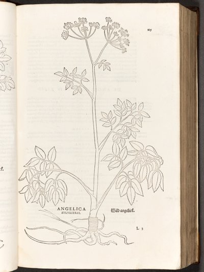BT3.267.5 125. o. Wild Angelica, illusztráció: Leonhart Fuchs: A faji kommentárok története, 1542 alkotó: Heinrich and Meyer, Albert Fullmaurer