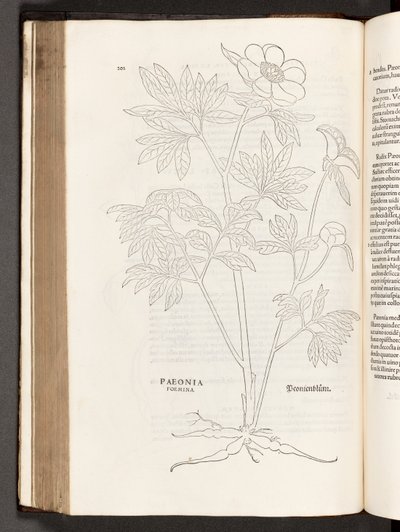 BT3.267.5 p.311 Paeony, illusztráció: Leonhart Fuchs, 1542. A faji kommentárok története alkotó: Heinrich and Meyer, Albert Fullmaurer