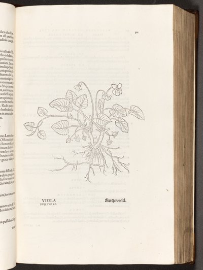 BT3.267.5 p.311 Violet, illusztráció: Leonhart Fuchs A rasszizmus története, 1542 alkotó: Heinrich and Meyer, Albert Fullmaurer