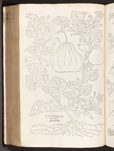 BT3.267.5 p.368 Tök, illusztráció: Leonhart Fuchs A rasszizmus története, 1542 alkotó: Heinrich and Meyer, Albert Fullmaurer