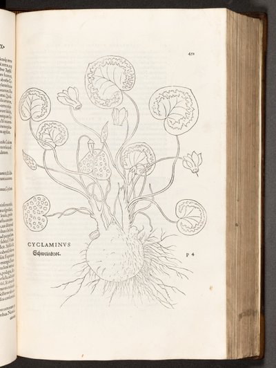 BT3.267.5 51. o. Ciklámen, illusztráció: Leonhart Fuchs: A faji különbségek története, 1542 alkotó: Heinrich and Meyer, Albert Fullmaurer