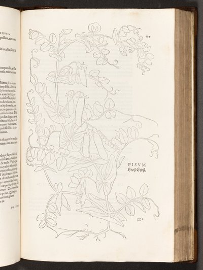 BT3.267.5. 627. o. Borsó, illusztráció: Leonhart Fuchs faji kommentárjainak története, 1542 alkotó: Heinrich and Meyer, Albert Fullmaurer