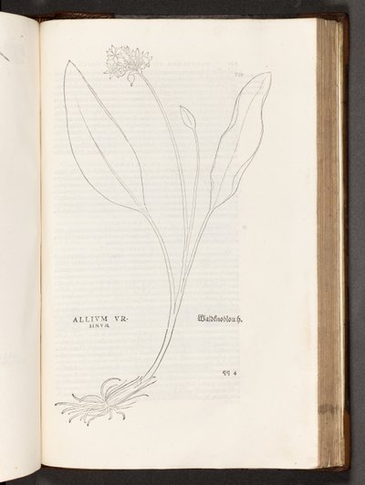 BT3.267.5 p.739 Allium, illusztráció: Leonhart Fuchs: A rasszizmus története, 1542 alkotó: Heinrich and Meyer, Albert Fullmaurer