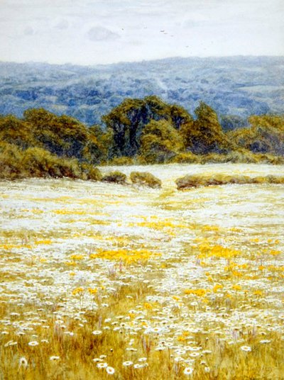 Oxeye Daisies, Westerham közelében, Kentben (akvarell papíron) alkotó: Helen Allingham