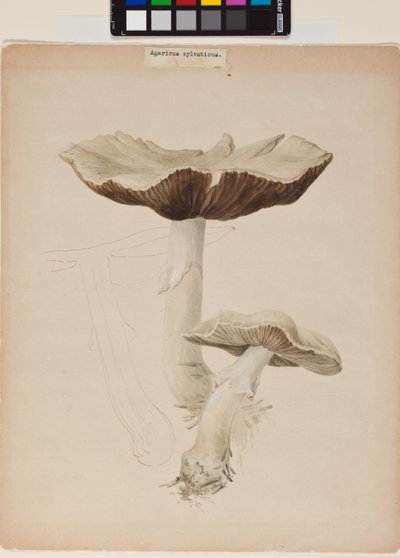 Agaricus Augustus alkotó: Helen Beatrix Potter
