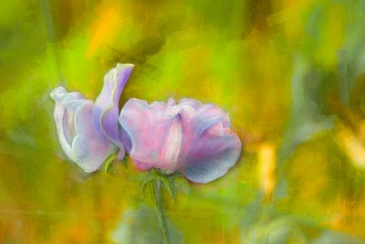 Autumn Sweetpea I, 2018 alkotó: Helen White