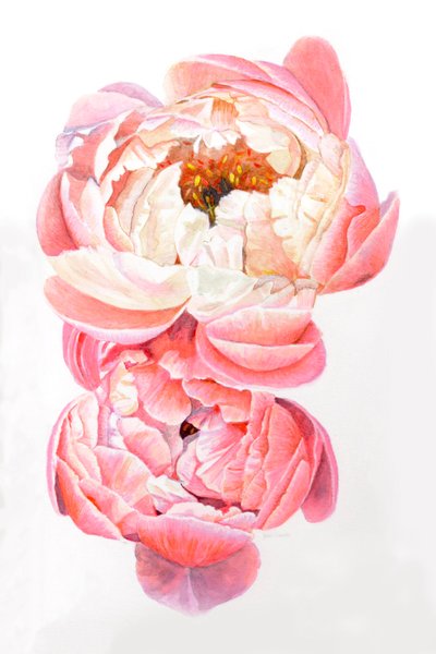 Bazsarózsa, 2021 alkotó: Helen White