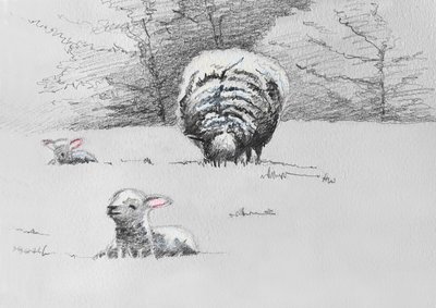 Sheep Trio, 2022 alkotó: Helen White