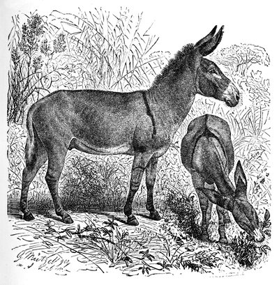 Afrikai vadszamár, c1900 alkotó: Helena J. Maguire
