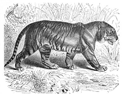 Bengáli tigris, c1900 alkotó: Helena J. Maguire