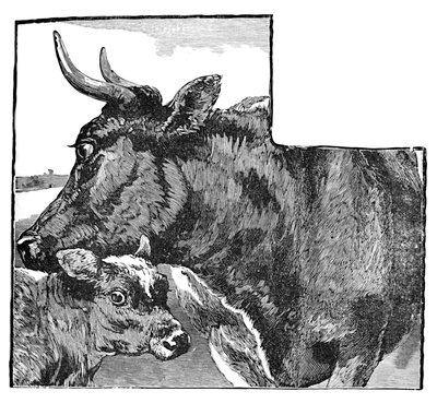 Tehén és borjú, c1900 alkotó: Helena J. Maguire