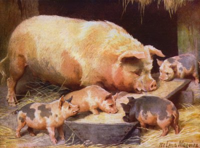 Koca és malacok (színes litó) alkotó: Helena J. Maguire