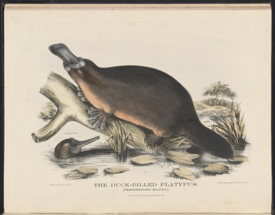 Ausztrália emlősei (Krefft) Nla.obj-33627803-16 The Duck-billed Platypus (A kacsacsőrű víziló) alkotó: Helena Scott