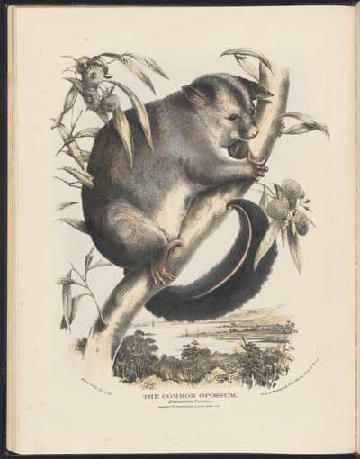Ausztráliai emlősök (Krefft) Nla.obj-33627803-9 A közönséges oposszum. alkotó: Helena Scott