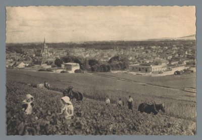 AY – Fekete szőlő szedés (cím a tárgyon) alkotó: Helio Cachan