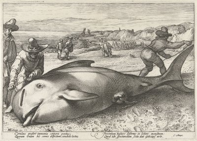 Elakadt pilóta bálna a zandvoorti tengerparton, 1594 alkotó: Hendrick Goltzius (workshop of)