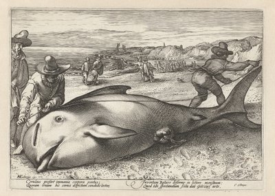 Két férfi egy partra vetett bálnát mér alkotó: Hendrick Goltzius (workshop of)