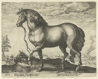Ló Calabriából Calaber (cím az objektumon) Lófajták az osztrák Don Juan királyi istállójából (sorozat címe) alkotó: Hendrick Goltzius