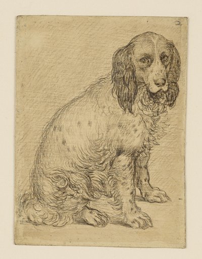 Ülő drentse patrijshond alkotó: Hendrick Goltzius