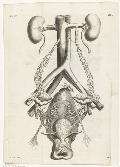 A női nemi szervek és a vesék anatómiai képe Könyvillusztráció: Reinier de Graaf, Összes alkotás, Amszterdam, 1686 alkotó: Hendrik Bary
