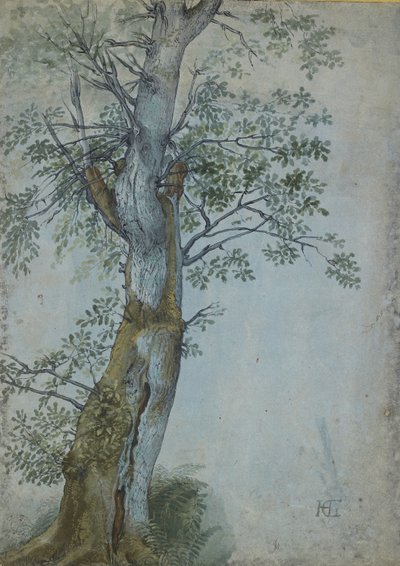 Tanulmány egy fáról, 1597-99 (toll sötétbarna tintával, ecset wc-vel és testszín, kék papíron fehérrel kiemelve) alkotó: Hendrik Goltzius