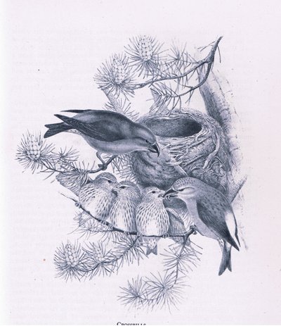 Crossbills, Nature in Britain, Collins, 1946 alkotó: Hendrik Gronvold