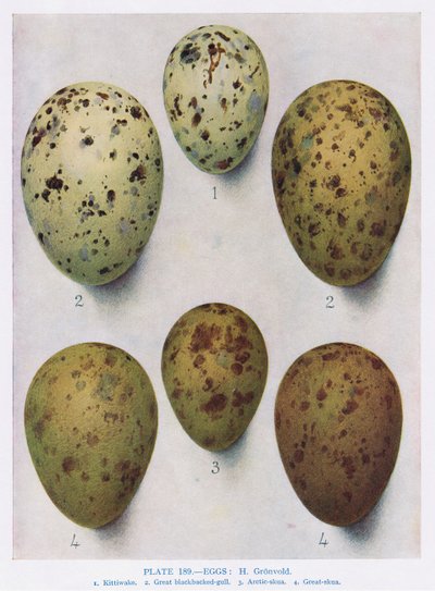 Tojás: Feketefejű sirály: Közönséges sirály: stb., Illusztráció Kirkman und Jourdain „British Birds” című művéből, 1966 alkotó: Hendrik Gronvold