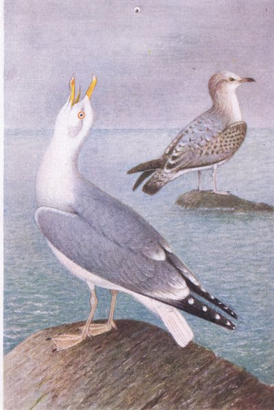 Heringsirály, Képeslapok, 1930-as évek alkotó: Hendrik Gronvold