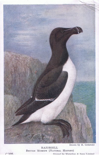 Razorbill, Képeslapok, 1930-as évek alkotó: Hendrik Gronvold