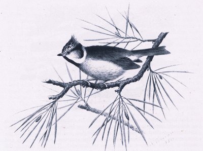 Scottish Crested Tits, Nature in Britain, Collins, 1946 alkotó: Hendrik Gronvold