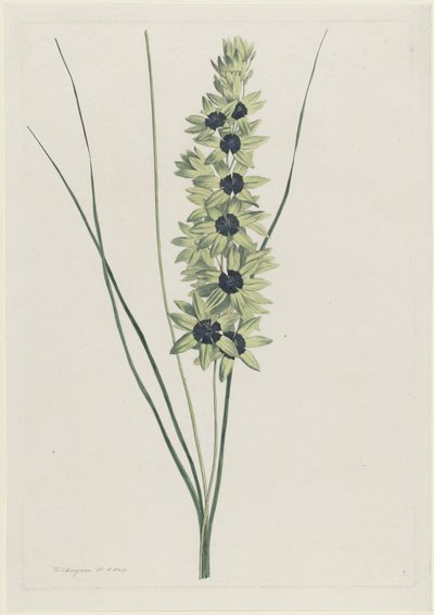 afrikaanse írisz (Ixia maculata verdi) alkotó: Hendrik Schwegman