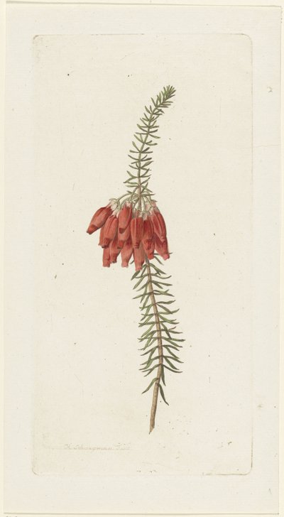 Virágok (Erica Mammosa) alkotó: Hendrik Schwegman