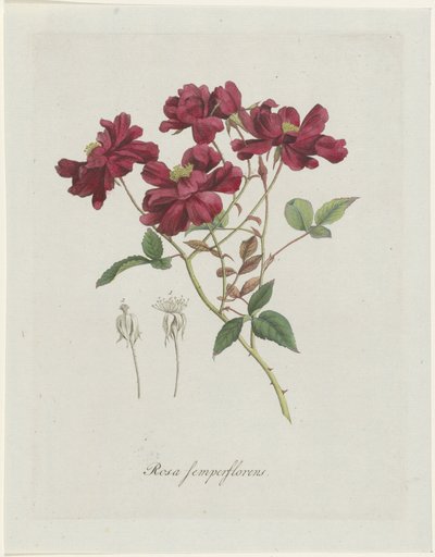 Kínai rózsa (Rosa chinensis Jacq.) Rosa semperflorens (cím a tárgyon) alkotó: Hendrik Schwegman