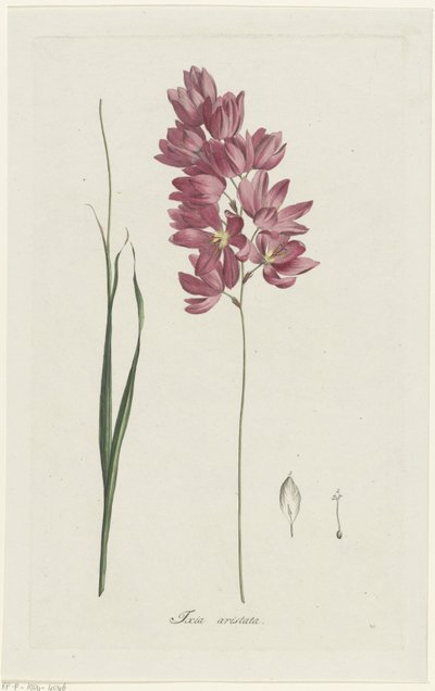 Ixia patens nagyapát Ixia aristata (cím a tárgyon) alkotó: Hendrik Schwegman