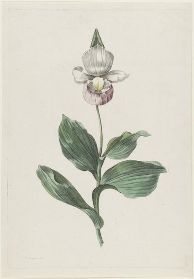 Orchidea női papucs (Cypripedium reginae Walter) alkotó: Hendrik Schwegman