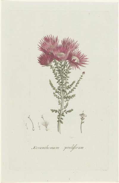 Phaenocoma prolifera Xeranthemum proliferum (cím a tárgyon) alkotó: Hendrik Schwegman