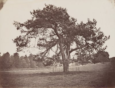 Hamilton Palace Park (Parasol Pine), 1858 körül (fotó) alkotó: Henri Charles de Rostaing
