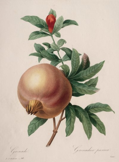 Válogatás a legszebb virágokból...a legszebb gyümölcsökből: Gránátalma, 1827. alkotó: Pierre Joseph Redouté