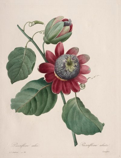 Válogatás a legszebb virágokból...a legszebb gyümölcsökből: Passiflore ailee, 1827. alkotó: Pierre Joseph Redouté